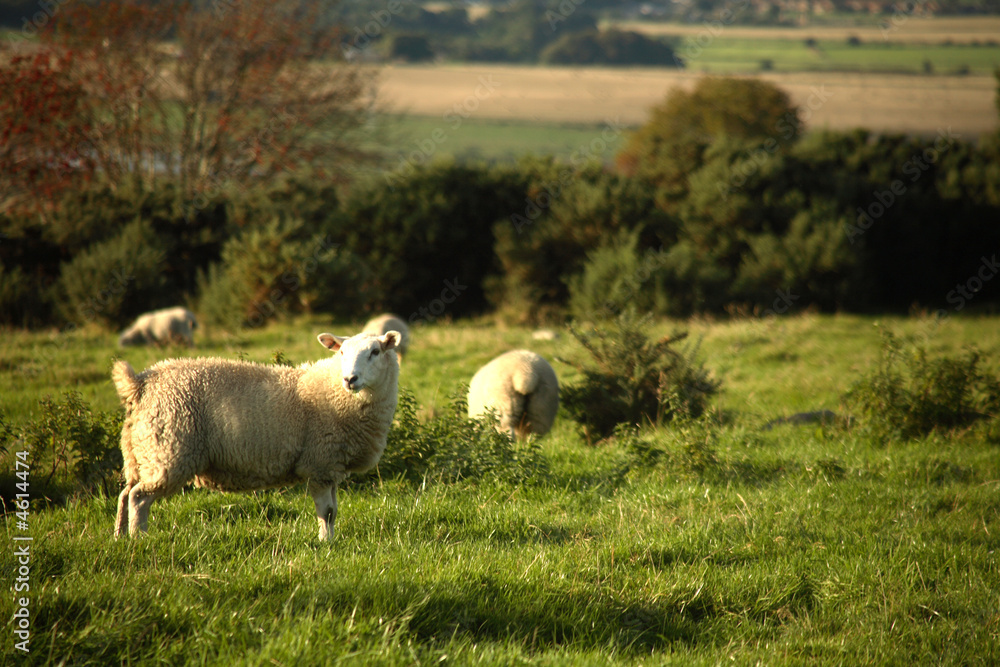 Fototapeta premium Sheep