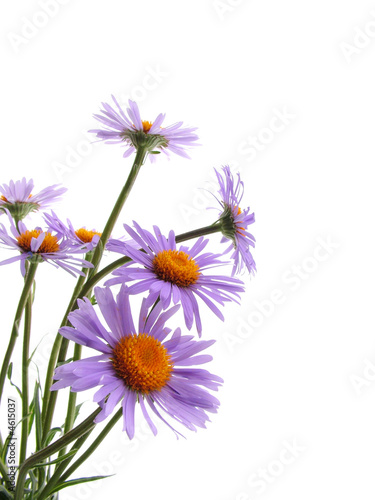 Alpine  aster  photo