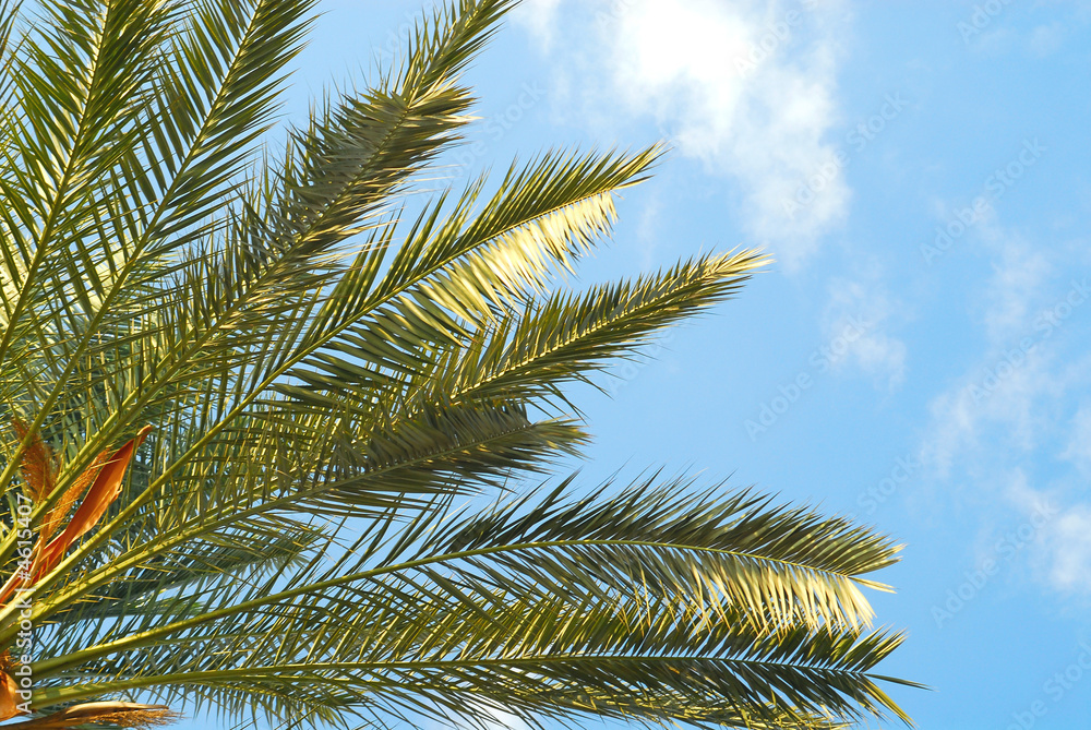 Palma Palma