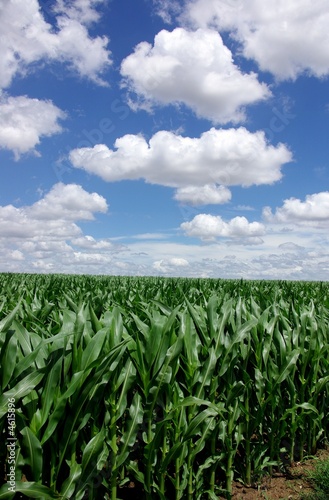 Fotografija Sown field of green maize in Portugal