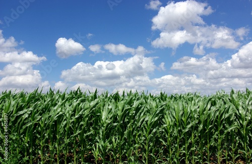 Slika na platnu Sown field of green maize in Portugal