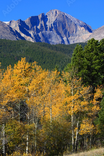 Autumn Aspens and 14,259 ft Longs Peak