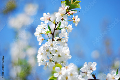 white blossom flowers on blue sky