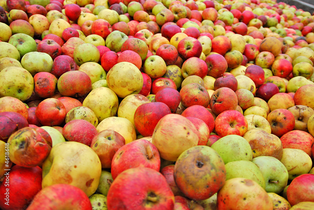 Äpfel, nichts als Äpfel