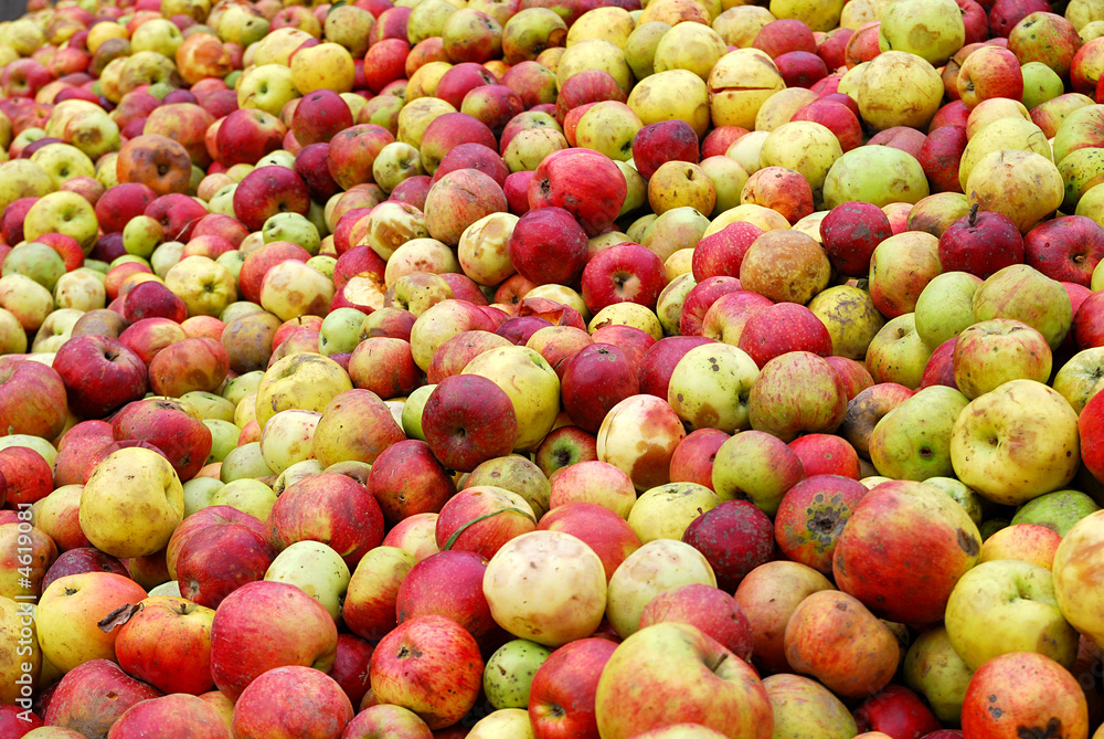 Äpfel ohne Ende