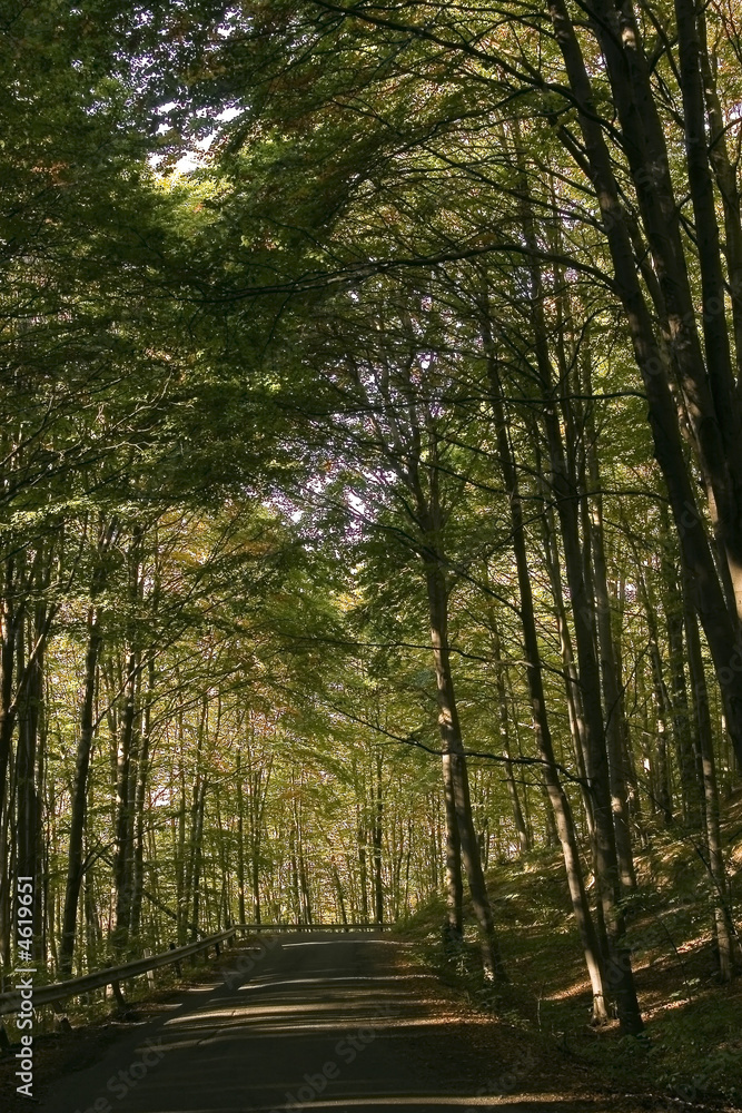 Obraz premium Road in the forest