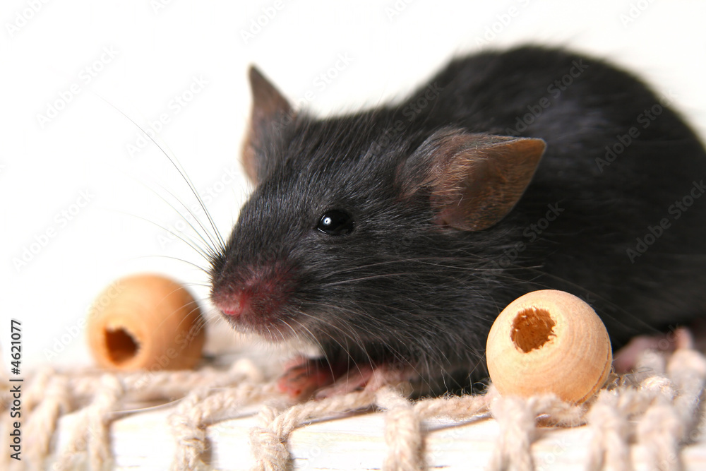 Mouse Mouse