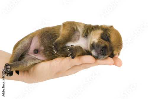 Puppy on the hand.