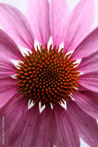 Echinacea