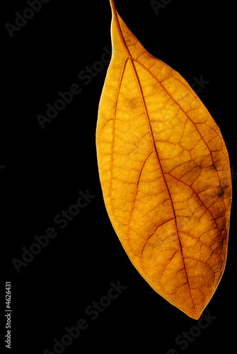 Golden leaf pendulum