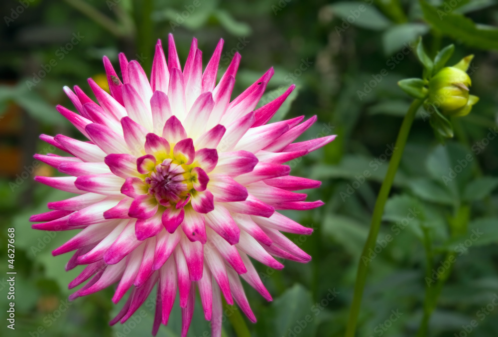 Obraz premium Pink-white flower