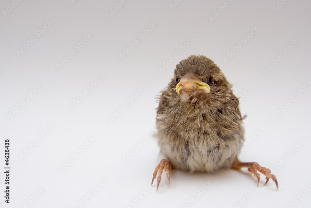 Obraz premium little bird