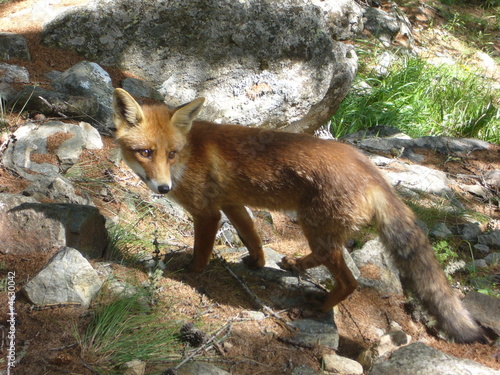 renard photo