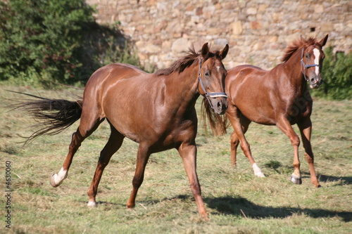 Trakehner