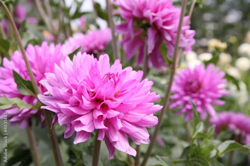 purple dahlia flowering purple dahlia flowering