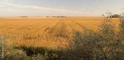 amber waves of grain