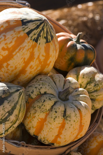Colorful  pumpkins for the picking