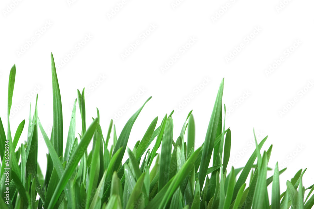 Green grass isolated  on the white background