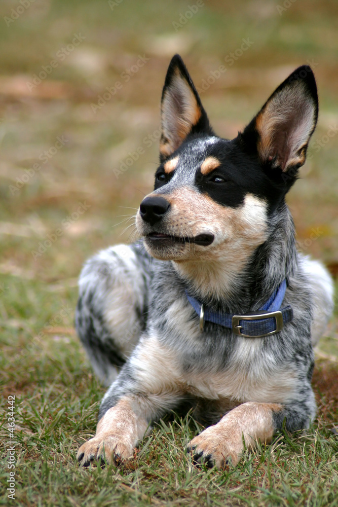 Heeler Pup 18