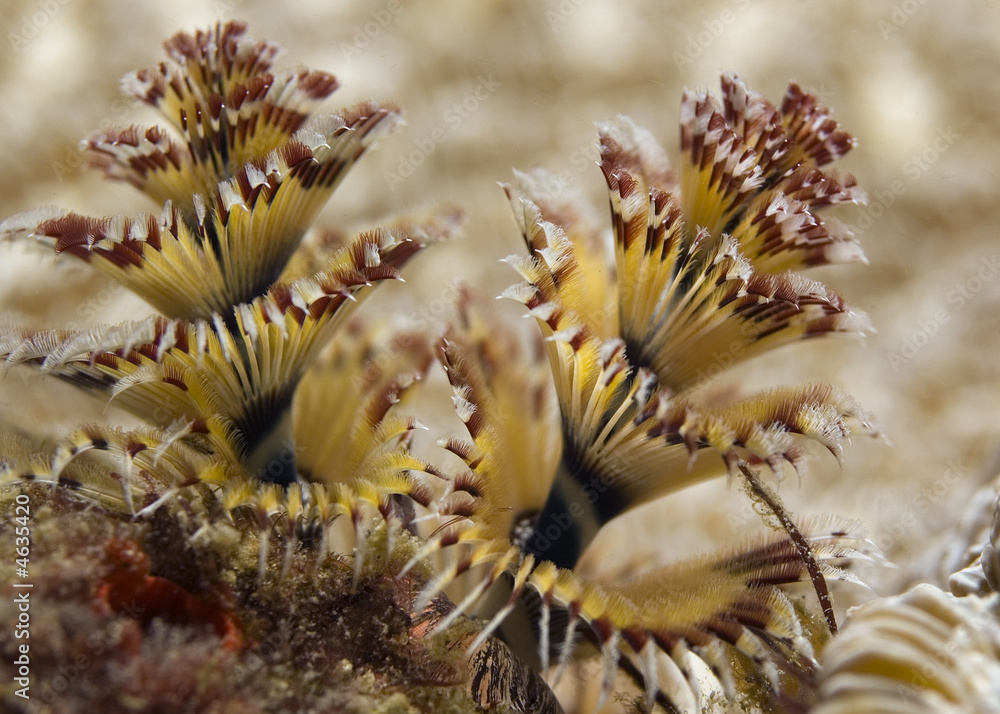 Christmas Tree Worm, Spirobranchus giganteus Christmas Tree Worm, Spirobranchus giganteus