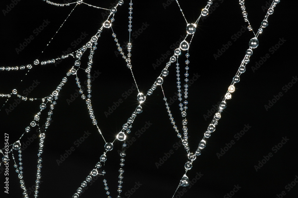 Fototapeta premium Spiders Web Covered in Morning Dew