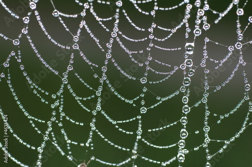 Spiders Web in the Morning Dew