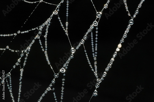 Spiders Web Covered in Morning Dew