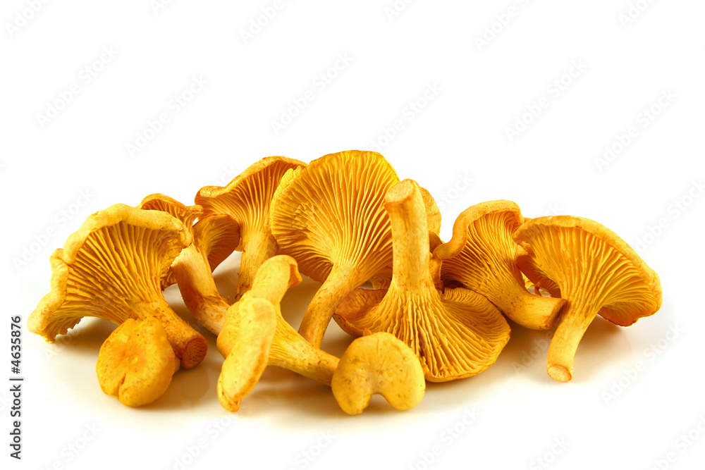 Chanterelles isolated Chanterelles isolated