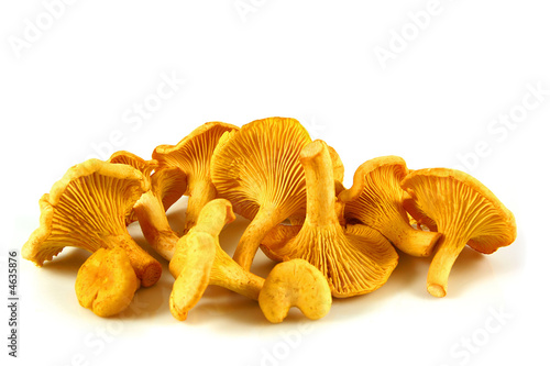 Chanterelles isolated