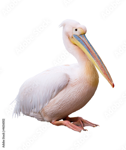 Great white pelican isolated over white background photo