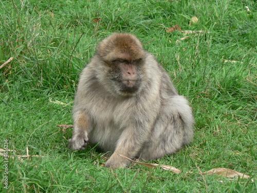 Watchful