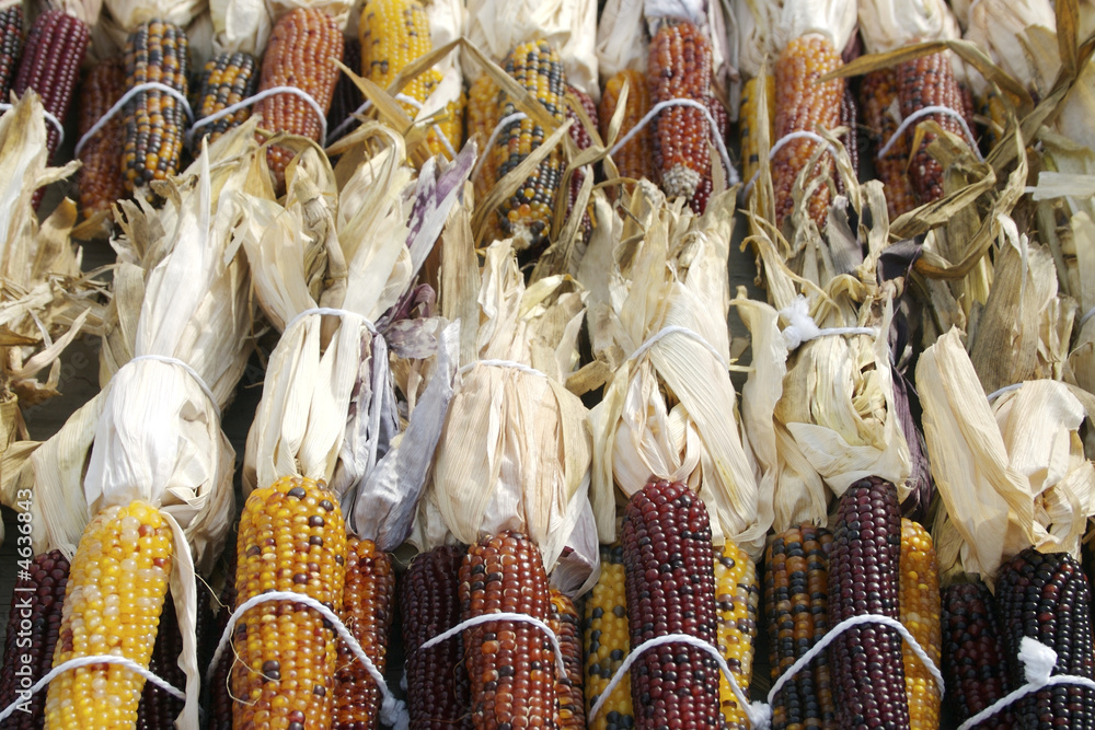 Fototapeta premium Indian corn