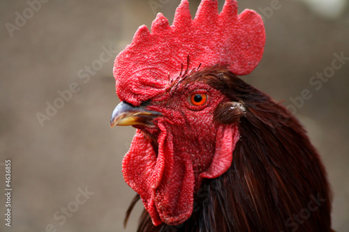 Rhode Island Red Rooster Closeup,bird,chicken