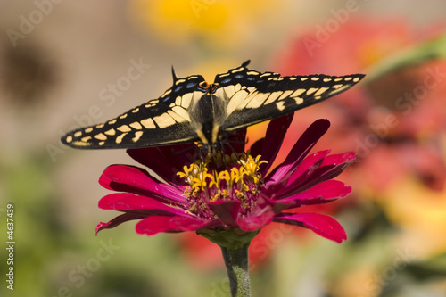 Pretty butterfly on a red gerbera flower