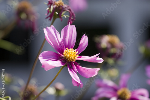 Pink daisy against a white picket fence
