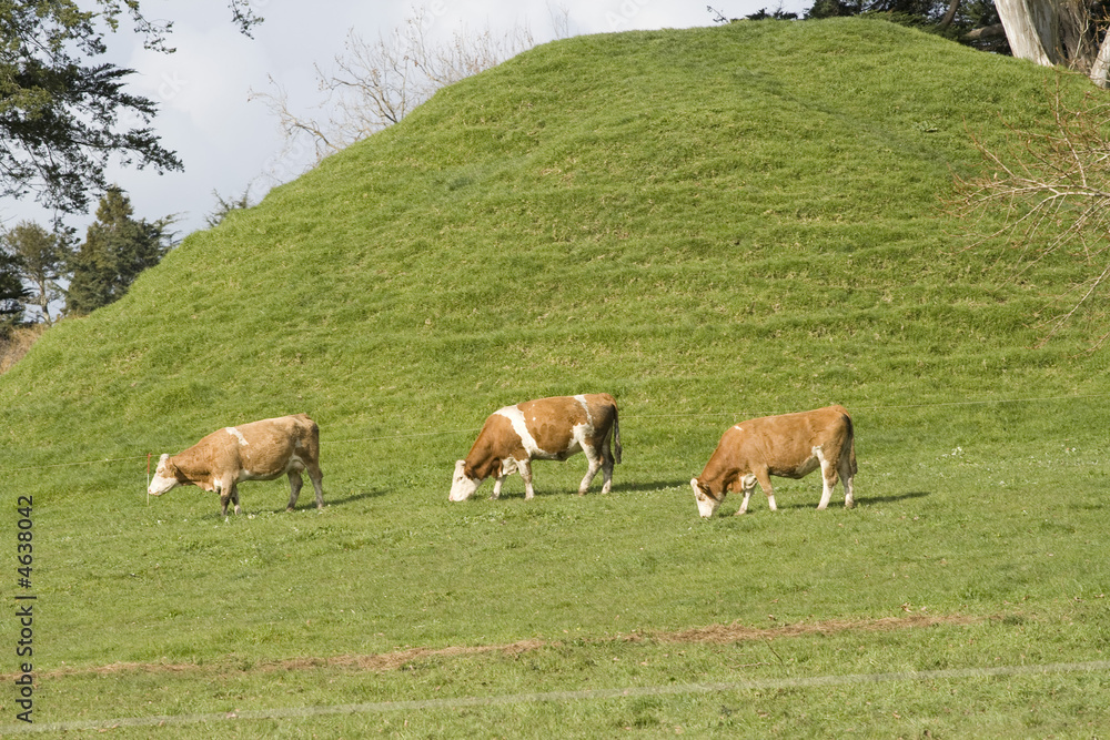 Rural Scene of 3 Cows in a paddock