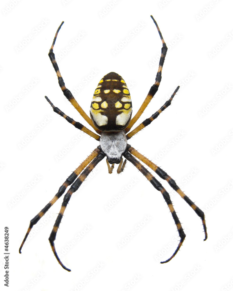 Obraz premium Garden Spider-Isolated