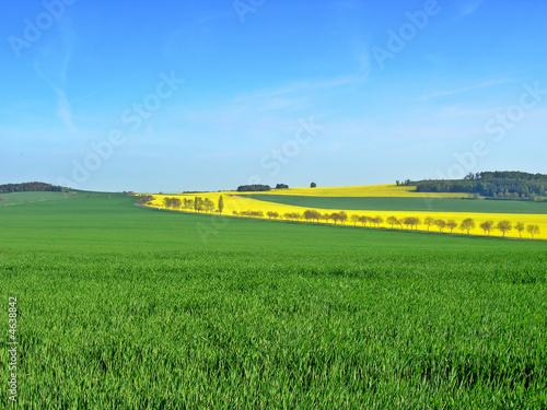 Wheat and rape