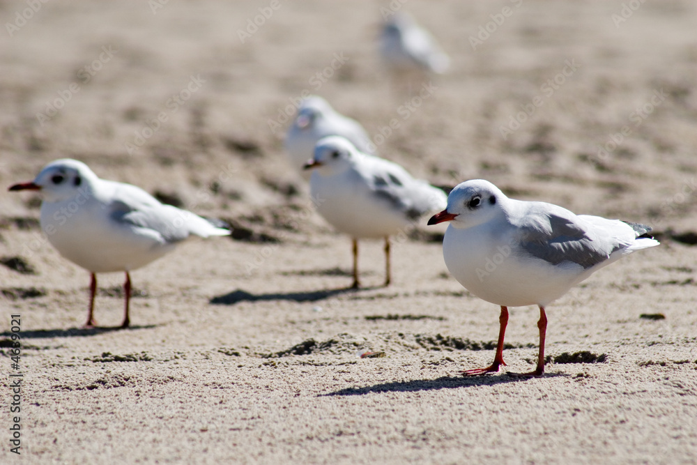 Fototapeta premium Möwenbande