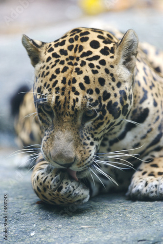 Canvas Print Jaguar