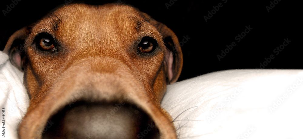 Rhodesian Ridgeback Stock-Foto | Adobe Stock