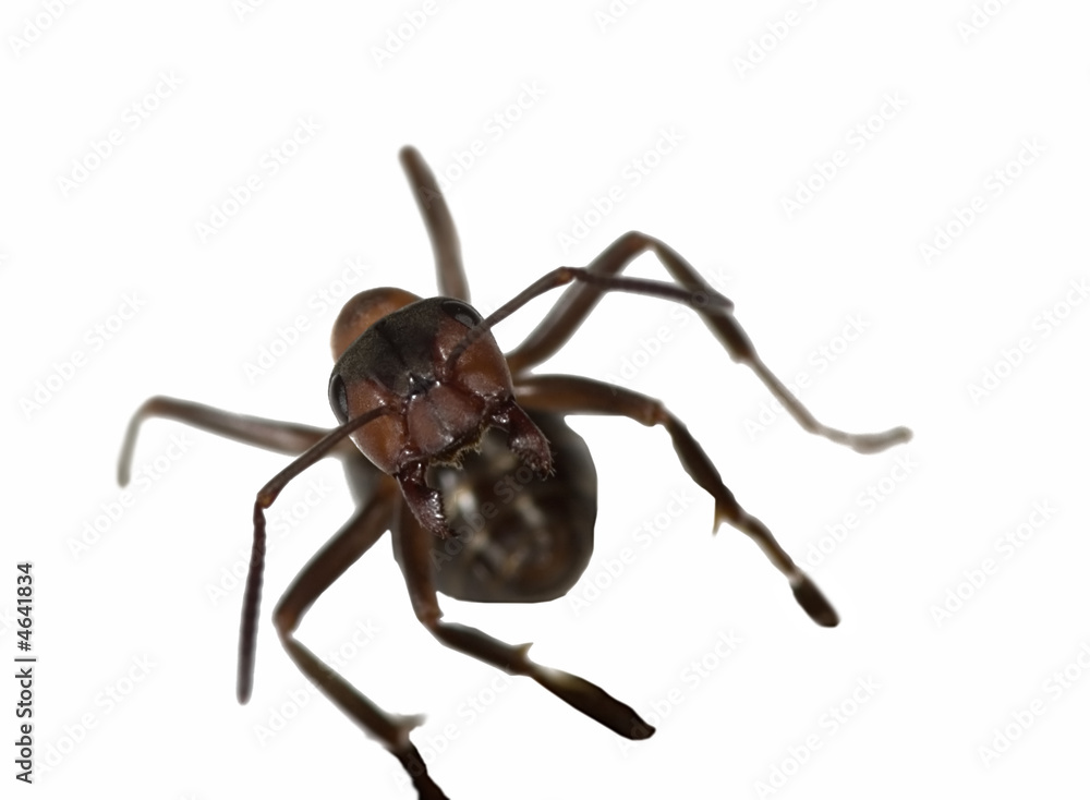 ant on white ant on white