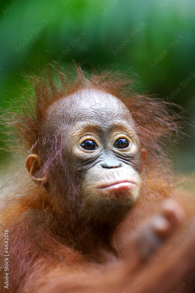Fototapeta premium Orangutans