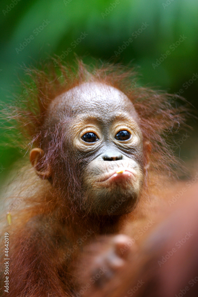 Orangutans Orangutans