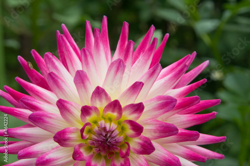 Pink-white flower