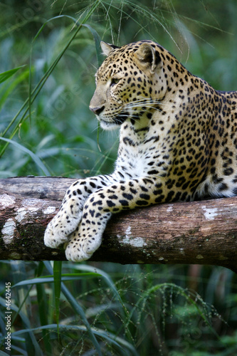 Leopard © Kitch Bain
