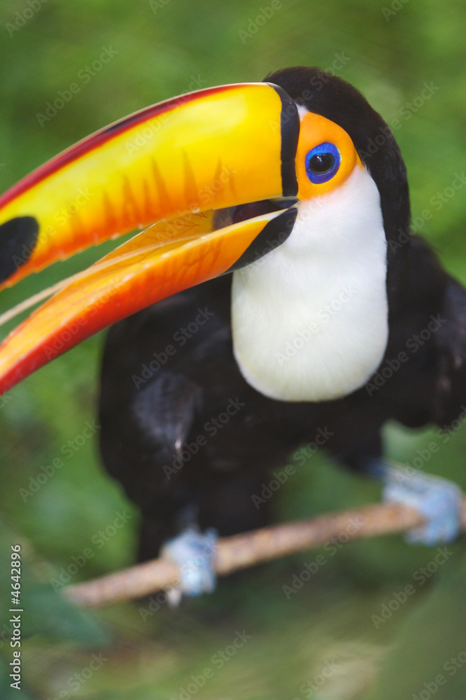 Fototapeta premium Toco Toucan