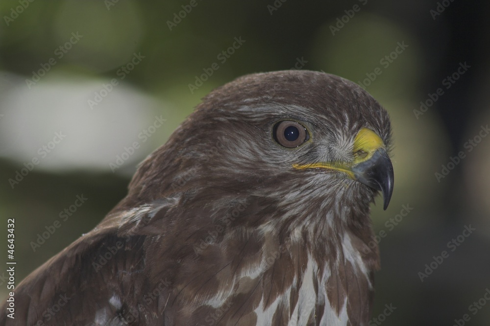 The buzzard The buzzard