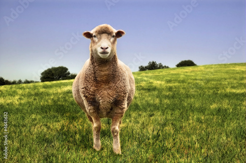 Contrasting image of sheep in a field