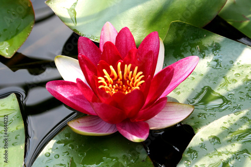 Nenuphar